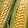 kukurydza-GMO