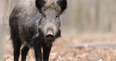 Warszawa chce zabić 500 dzików