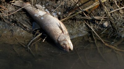 Martwa ryba leżąca na brzegu zanieczyszczonej rzeki
