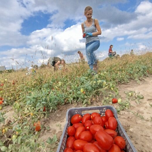 Zbiór pomidorów na polu przez grupę osób