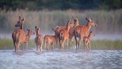 Stado jeleni, w tym łanie i młode, brodzące w płytkiej wodzie na tle traw i delikatnej mgły