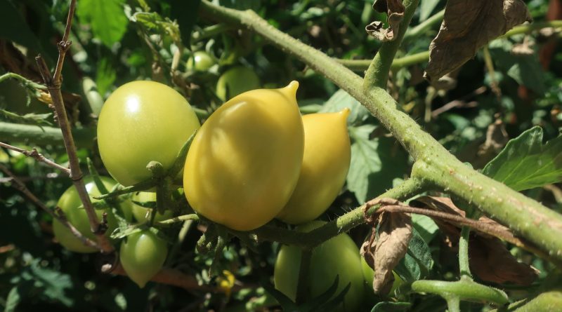 Prawdziwy pomidor jest dziełem niebiańskim. Po słoweńsku nazywa się paradižnik – pasująca nazwa, prawda? Dwugłos o przyrodzie i miłości Monika Kostera i Joanna Średnicka