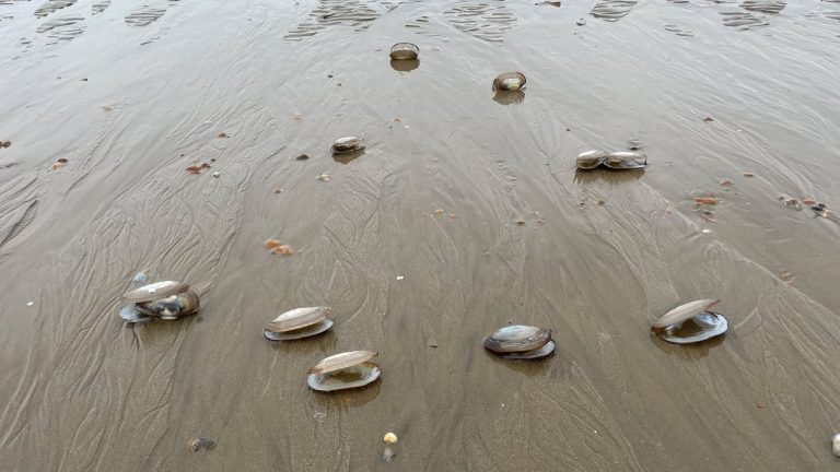 Koleżanka opowiadała mi, jak kiedyś, dawno temu, jechała samochodem z jednego miasta na Syberii do drugiego. W pewnym momencie poczuła fizycznie pragnienie, żeby się zatrzymać. Co też zrobiła. Wyszła z samochodu – była całkiem sama – droga była pusta. Po oby stronach step. Zaczęła iść stepem w kierunku od drogi, donikąd, po nic. Coś ją tam przyciągało i nie mogła nic a nic na to poradzić. Opowiadała, że sama nie wie ile czasu tak szła – czas też poddany był tej samej magnetycznej sile co przestrzeń.