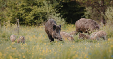 Dziczyzna w Polsce jako źródło nieprzewidywalnego ryzyka zdrowotnego
