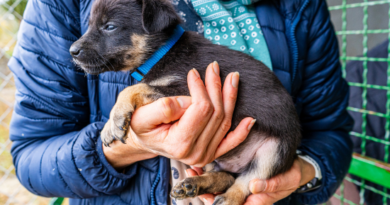 Stop cierpieniu zwierząt