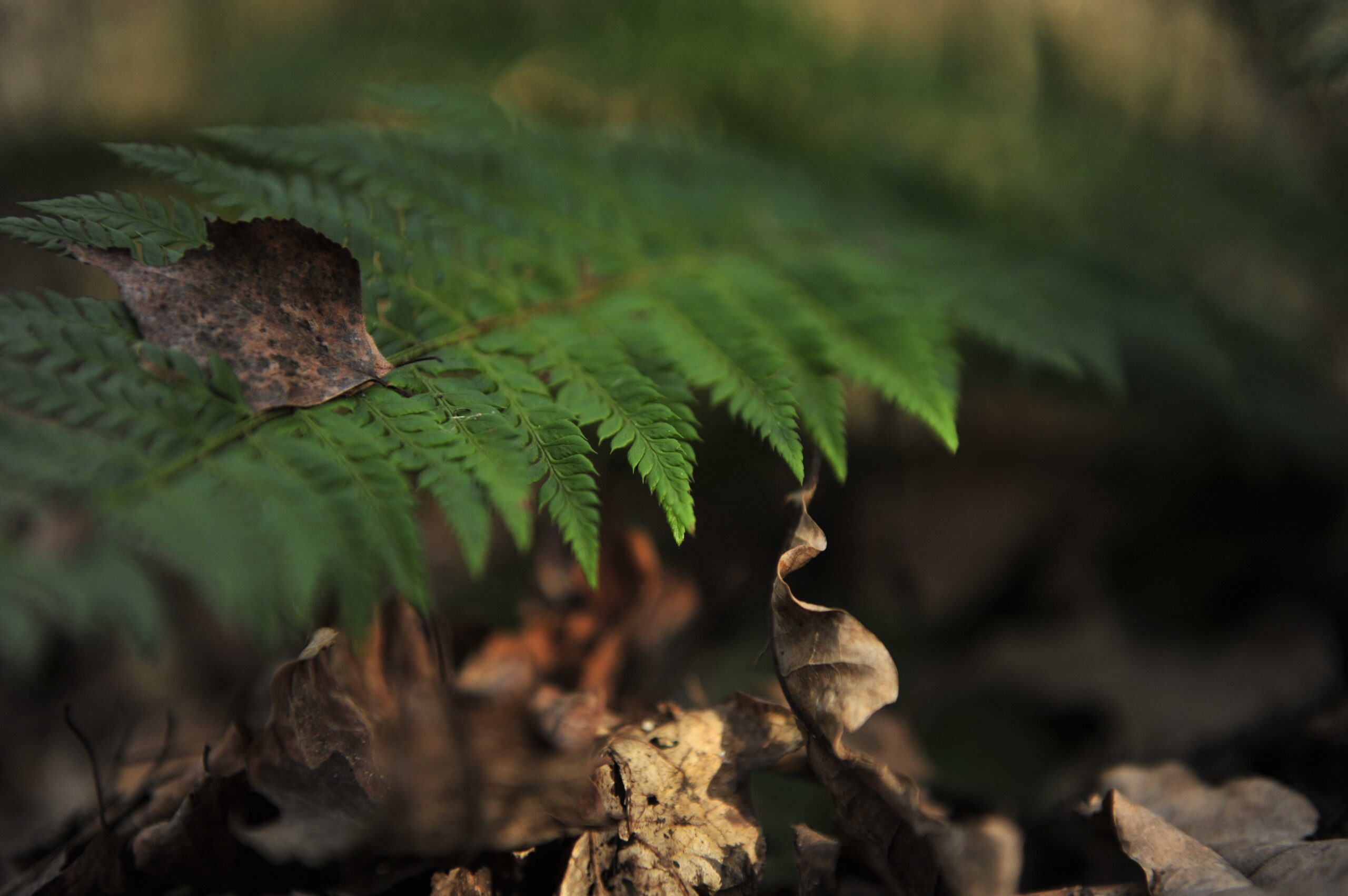 Paprotnik kolczysty fot. Łukasz Misiuna