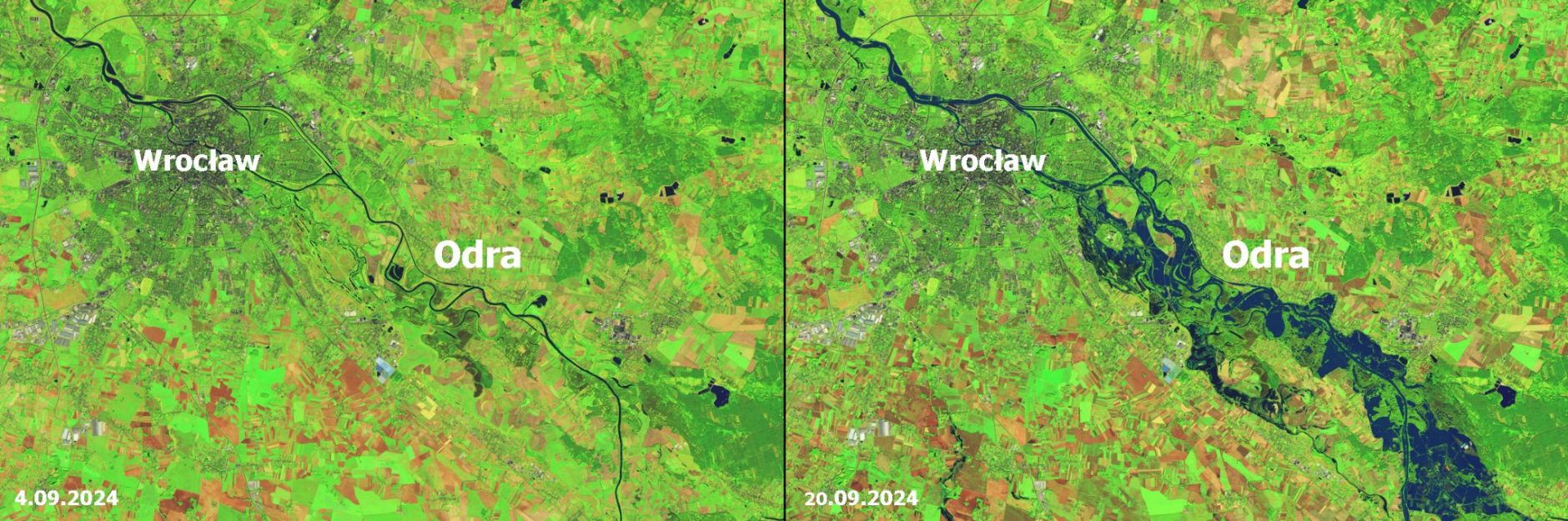 Powódź w Polsce (2024) w zobrazowaniu satelitarnym NASA/USGS, ułatwiającym zidentyfikowanie obszarów zalanych wodą - mają kolor granatowy. Kolory zielone, brązowe i szare oznaczają powierzchnię i obiekty nie pokryte wodą.