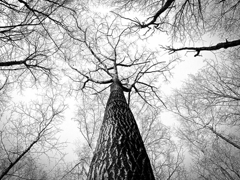 Ryan McGuire / Pixabay