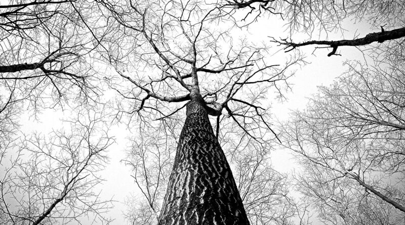 Ryan McGuire / Pixabay