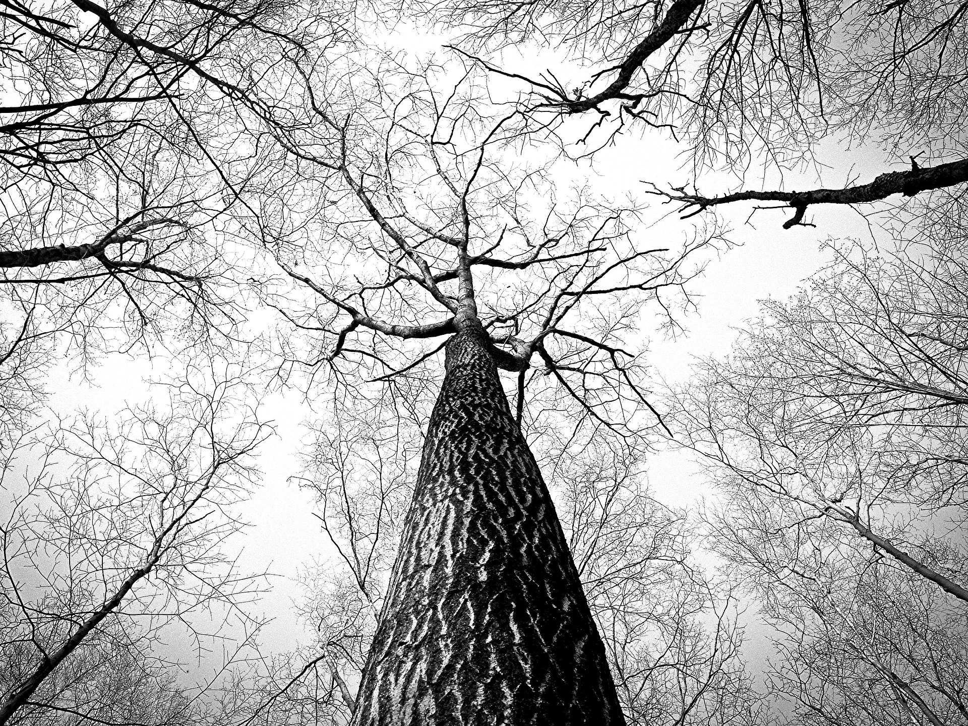 Ryan McGuire / Pixabay