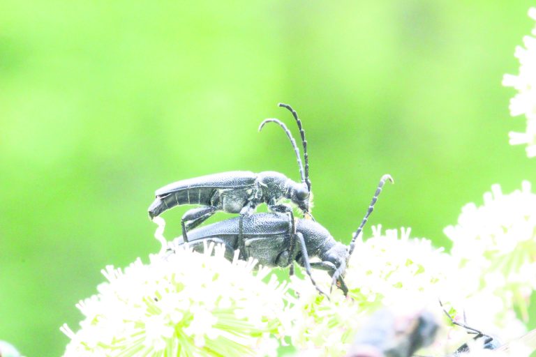Zdjęcie przedstawia wyjątkowo rzadki na północy Polski gatunek chrząszcza z rodziny kózkowatych (Cerambycidae). To zmorsznik czarny Stictoleptura scutellata, na Pomorzu znany do tej pory z dwóch zaledwie stanowisk, w tym jedno zlokalizowano w Drawieńskim Parku Narodowym. Jego występowanie powiązane jest z obecnością starych buków – w wieku 200 i więcej lat. Tyle tylko, że fakt ten niewiele obchodzi zarządcę polskich lasów państwowych tj. PGL Lasy Państwowe - buki są wycinane w ramach tzw. racjonalnej gospodarki leśnej w wieku 120-140 lat. Nie wiedzieć czemu ten przedział wiekowy jest przez leśników określany jako "dość wysoki". Zadziwiające, gdyż buk zwyczajny może dożyć bez ingerencji człowieka nawet do 500 lat.