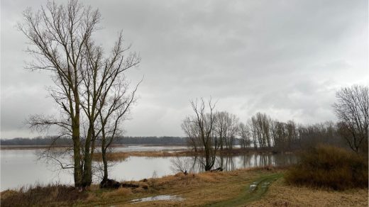 Wisła na Mazowszu, styczeń 2024. Zdjęcie: A. Kardaś