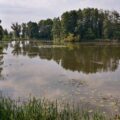 Puszcza Białowieska. Las w lesie.