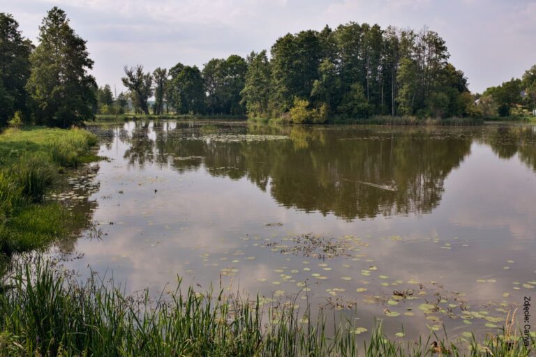 Puszcza Białowieska. Las w lesie.