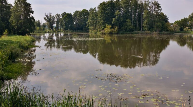 Puszcza Białowieska. Las w lesie.