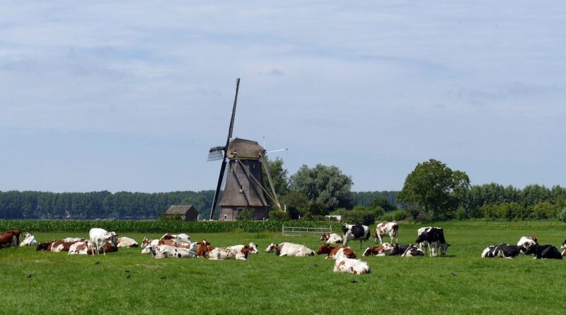 Trwający w Niderlandach kryzys azotowy jest efektem niezdolności ekip rządzących do wdrożenia spójnej, gotowej na przyszłe wyzwania polityki żywnościowej. Narodziny i wzrost znaczenia BBB - Ruchu Rolniczo-Obywatelskiego - zdaniem Jeroena Candela stanowi zapowiedź nowych konfliktów politycznych wokół zielonej transformacji.