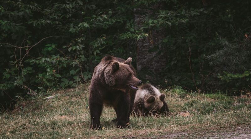 Dwa niedźwiedzie, matka z córką. Sjolą na skraju lasu.