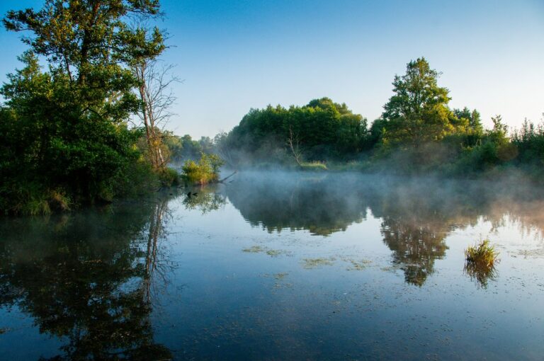 starorzecze Kamiennej obszar Natura 2000 Dolina Kamiennej w Rudzkim Parku Kulturowym fot. Piotr Kiljański